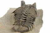 Tower Eyed Erbenochile Trilobite - Exceptional Specimen #194222-4